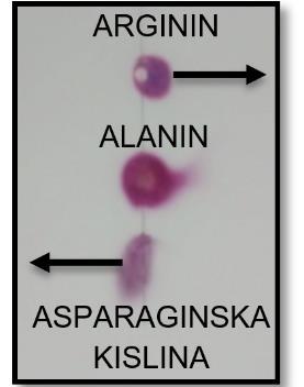 Slika 39 desno prikazuje rezultat elektroforeze aminokislin arginina (ph 10,76) (Arginine, b.d.), alanina (ph 6) in asparaginske kisline (ph 2,77) na TLC plošči za tankoplastno kromatografijo.