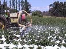 Humic Acids Reduction in Inoculated Cantaloupes by
