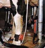 Afisort Automatic sorting system, which selects cows by keys entered for eterinary assistance, insemination, etc. Afiweight This automatic weighing system collects data on the animals weight.