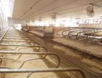 Stabling technology Dairy cows lie one in each box for 10 to 13 hours a day, and