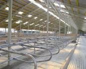 Free group stabling of dairy cows in indiidual boxes is a system, which meets the