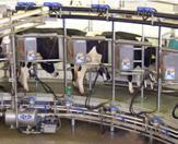 HERRINGBONE MILKING PARLOURS the most popular and common type of milking house especially suitable for medium-sized and large herds dairy cows placed
