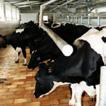 massie construction with pneumatically controlled chest barrier, cows exit in groups milking parlours stalls with spans of 910, 1000 or 1200 mm stall construction with