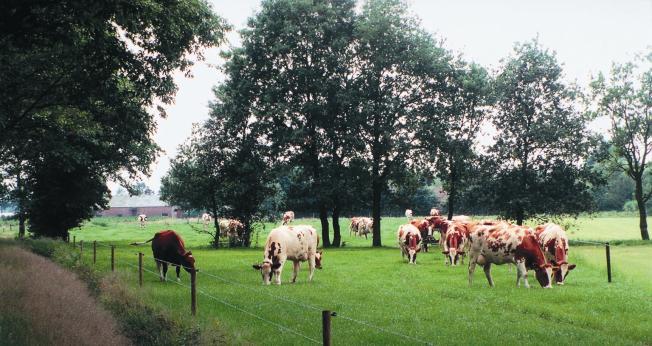 Advantages of grazing Natural behaviour and animal health Environment: less ammonia volatilisation,