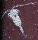 (Dinophyceae-phytoplankton) Figure E4: Brachionus sp.