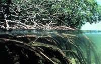 25 Malaysian mangrove have redox level within the same range which rarely more negative than 2100 mv and often greater than 0 mv. While ph value often less than 6.