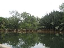 35 Figure 3.3: Upstream of Sungai Batu Pahat.