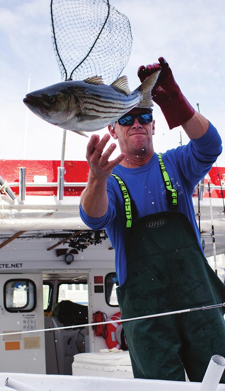 More gains for fish populations Health of Fisheries, 24 216 1 8 SORE (%) 6 4 A striped bass is handled by aptain Pete Ide at Fishing reek in hesapeake Beach, M. Photo by hesapeake Bay Program.