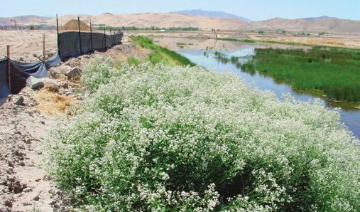 Nevada BMP Field Guide 2013 Update 7. Weed Control Invasive plant species, such as tall whitetop (above), will quickly dominate disturbed soils if not controlled.