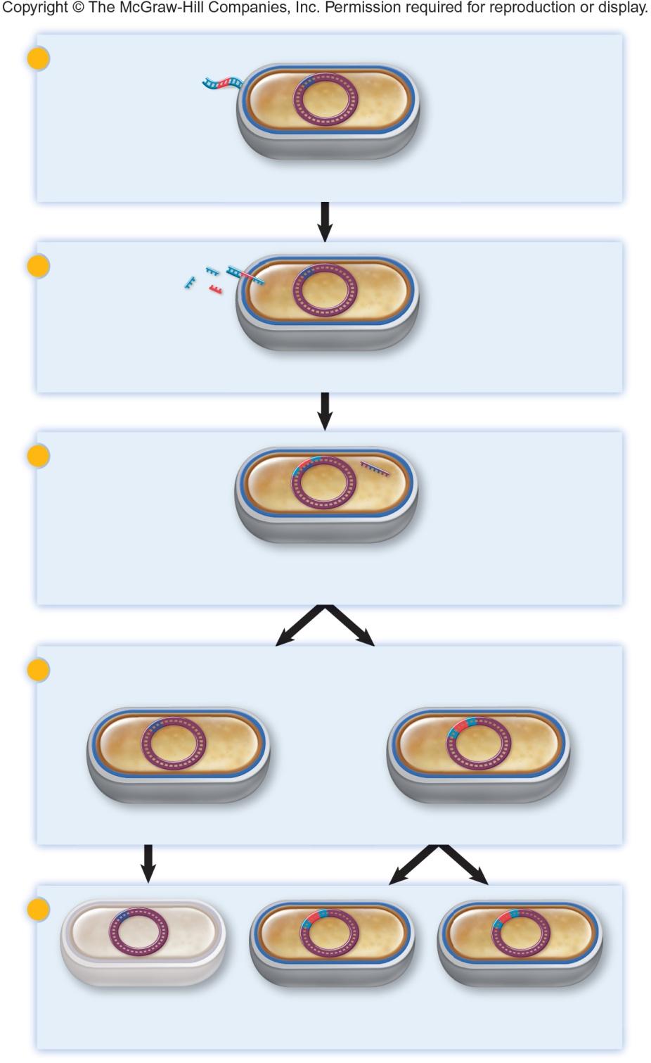 (b) Integrated DN fragment Homologous recombination DN fragment (no origin of replication) DN fragment integrated into a bacterial chromosome can be replicated and passed on to daughter cells.