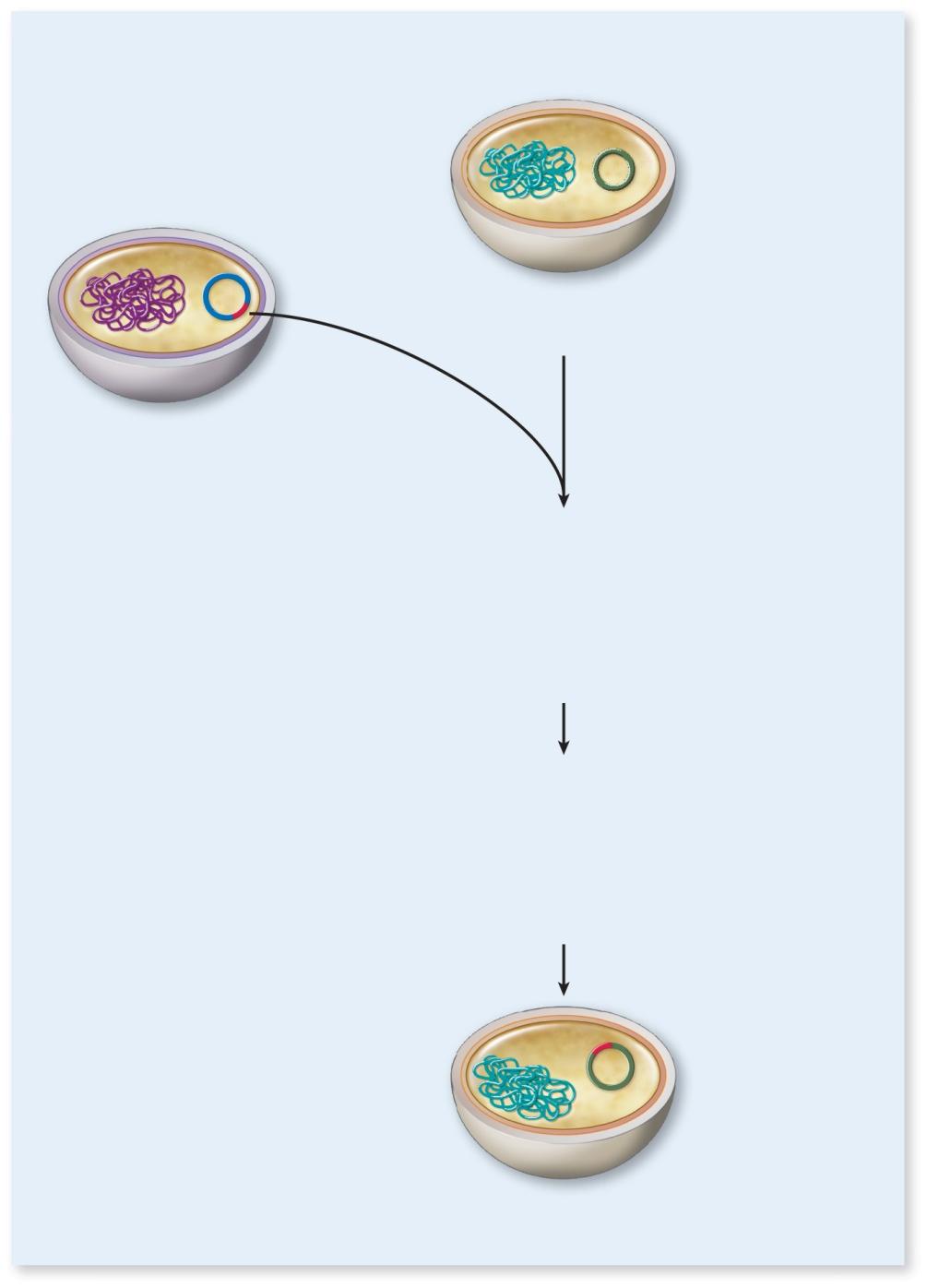 Vancomycinresistance gene (encoded on a transposon on a plasmid) Plasmid How did this S.