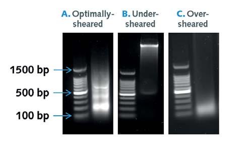 power setting of 3 for 15 minutes, produced chromatin of 100-500 bp.