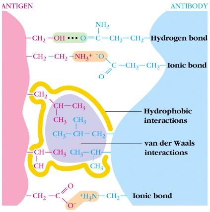 Quantitating antibody-antigen interactions: Strength is determined by the sum of multiple non-covalent bonds.