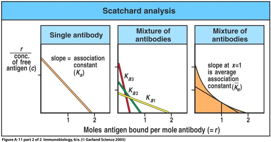 What happens with polyclonal antibody which consists of mixtures of many different types of antibodies?