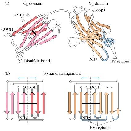 All Ig domains have a similar 3D structure known as an Immunoglobulin Fold.