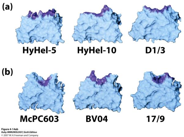 Ig domains and hypervariable regions The antigen binding site of antibodies Antibody isotypes: IgM, IgG, IgD, IgA, IgE The advantages of multivalency effector