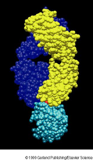 complementarity. Ig heavy-chain Antibodies that bind to large proteins antigens Ig light chain (which fragment of an antibody is this?