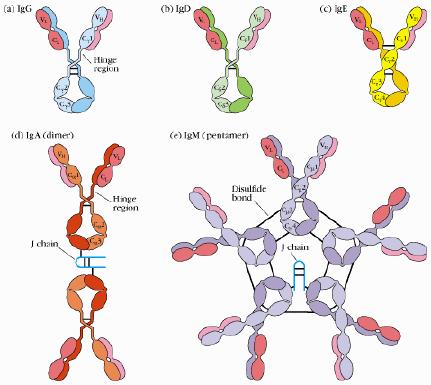 µ, δ, α, ε Light chains come in two major types: κ or λ Antibodies protect by recruiting other effector