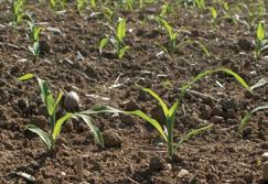 CORN BEST MANAGEMENT PRACTICES CHAPTER 34 Estimating Corn Seedling Emergence and Variability C. Gregg Carlson (Gregg.Carlson@sdstate.edu) and David E. Clay (David.Clay@sdstate.