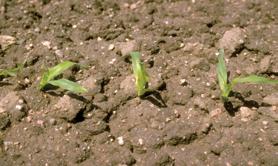 Both of these factors depend the effectiveness of the seeding process. Seedling emergence is used to calculate the seeding rate and to assess the effectiveness of the planting system.