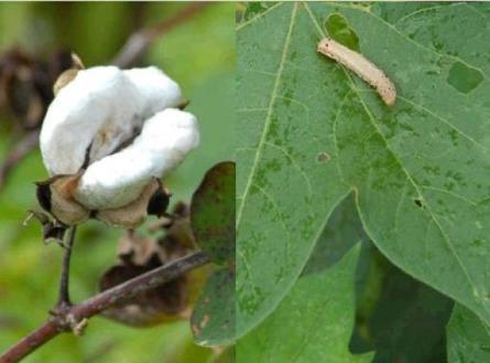 PLANTS RESISTANCE TO PESTS - Lecture 1 Cotton plants (scientific name: Gossypium) can produce cotton fibres, that can give cotton for our clothes.