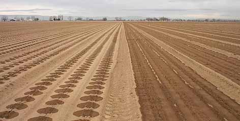 Comparing irrigation systems Drip/micro Sprinkler Hand-water Ability to spoon feed crop via automation High Low Low Ability to fertigate High Low Low Operating labor intensity Low Low High Typical