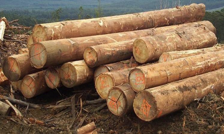 Figure 4: Harvested logs in southern Australia.
