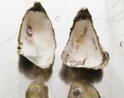 1999 Oysters USA 2001