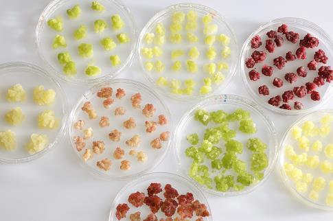 CLOUDBERRY CELL CULTURE VTT and LUMENE Oy have cooperated in order to develop new biotechnological cosmetic ingredient.
