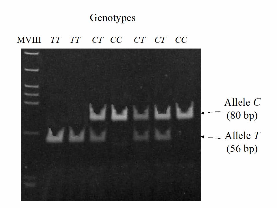 9 th World Rabbit Congress June 10-13, 2008 Verona Italy Figure 1: Gel electrophoresis showing the PCR-RFLP products of the SNP identified in intron 2 of the rabbit MSTN gene.