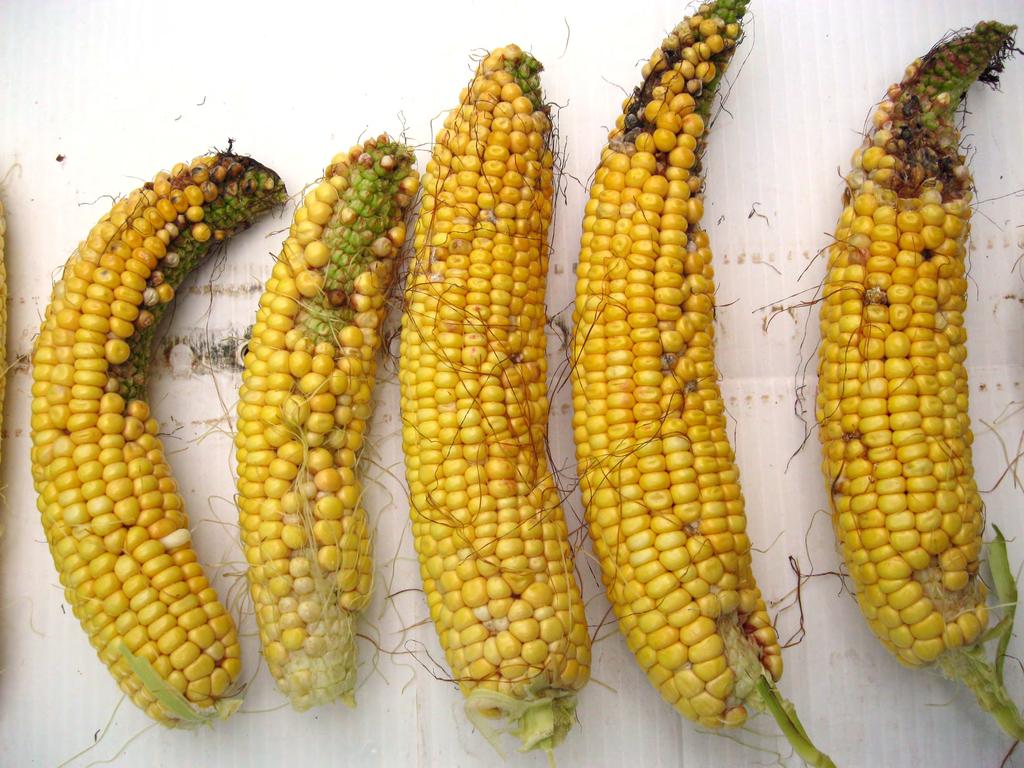 Abnormal Corn Ears Kansas State University Agricultural Experiment Station and Cooperative Extension Service