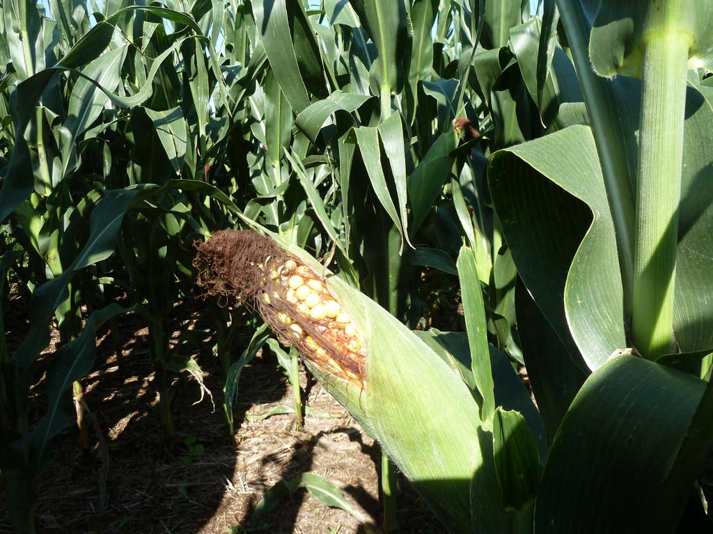 Section 6 Exposed Ears Exposed ears occur when the ear keeps elongating beyond the end of the husks.