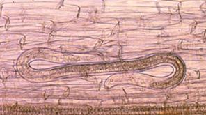 TARGET ORGANISMS 3 PRATYLENCHUS PENETRANS (ROOT LESION NEMATODE) Migratory endoparasitic nematode feed inside roots, tunneling inside and moving back into soil and to new roots at will.
