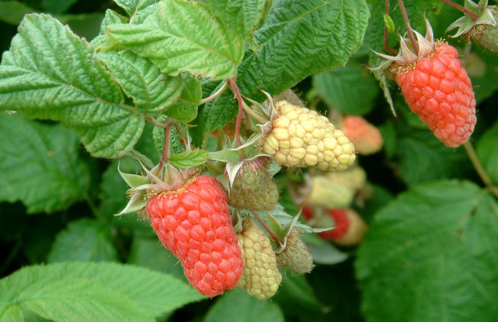 First year yield of several raspberry cultivars when grown in