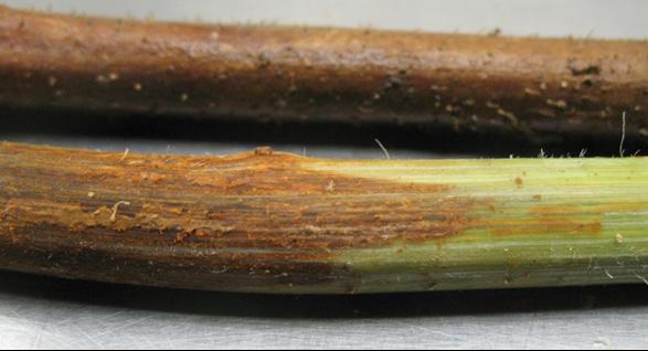 Fruit stems are shortened and berries, if formed, are small and wither before ripening. Reddish-brown root lesions may extend up into the canes.
