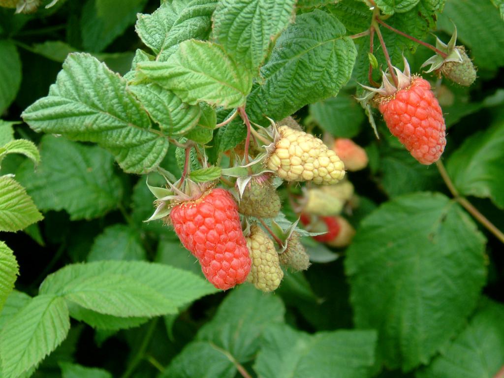 DECISION MAKING PROCESS 4. PLANTING MATERIAL SELECTION Raspberry cultivars with resistance/ tolerance to Phytopthora root rot are available and include Cascade Bounty and Cascade Delight.