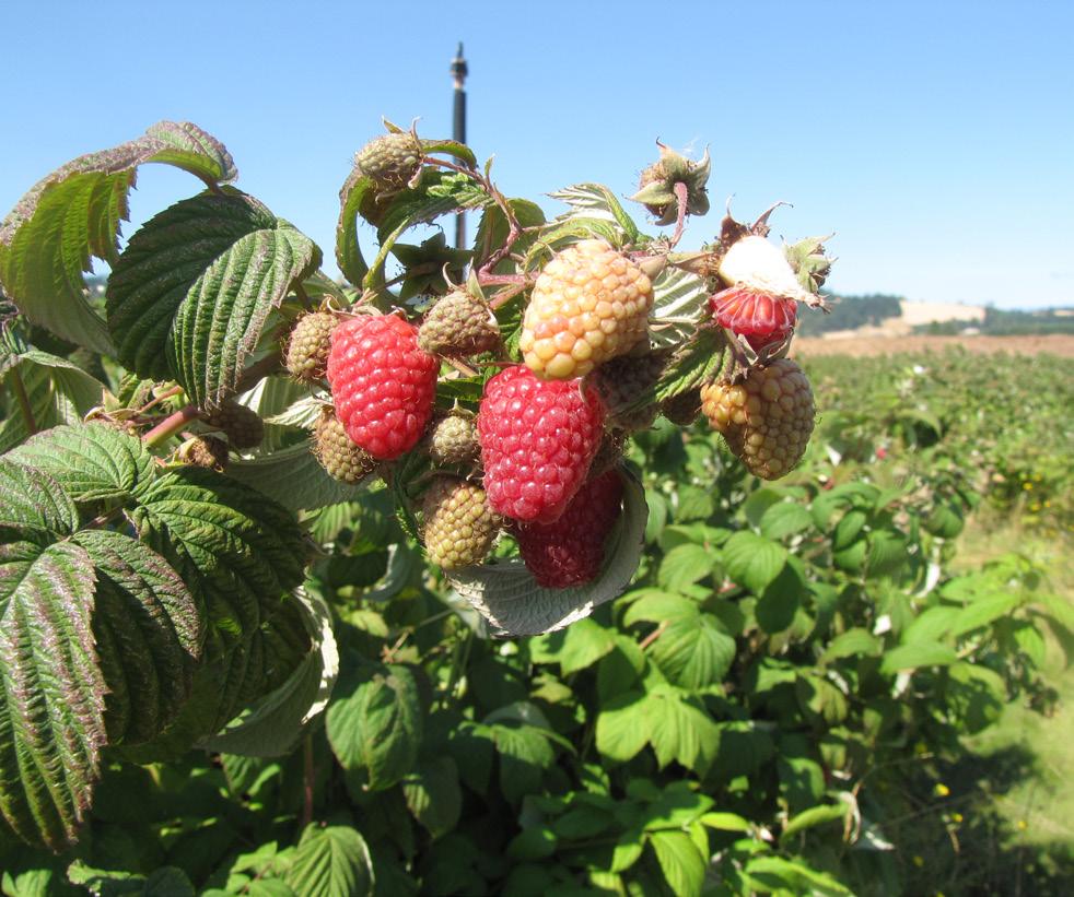 When the floricane raspberry cultivars Meeker, Cascade Bounty, Willamette, Saanich, and Chemainus were grown in areas with root lesion nematode, there was a dramatic reduction in first year yield in
