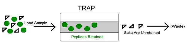 Peptide Concentration & Desalting Trap SCX (Strong Cation Exchange) Trap Band Color = Green Contains a medium pore, large particle, polymeric reversed-phase packing material with retention similar to