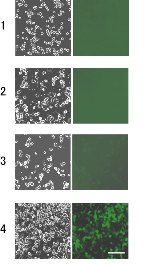At 24 h after the electrical stimulation, HSP-ND2 cells have started to exhibit EGFP fluorescence. On the other hand, cells without the electrical stimulation had not exhibited.