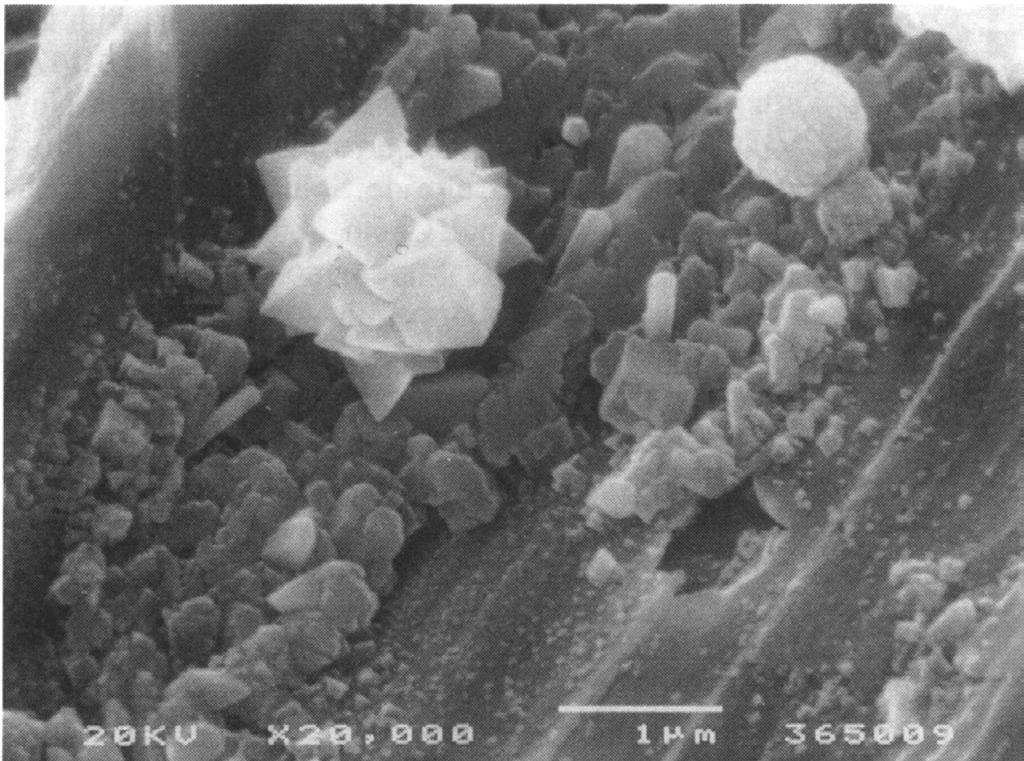 Cu(II) hydroxychloride(s) Cu 2 O layer copper metal Figure 3. SEM micrograph of cuprous oxide layer on copper formed after 3 days' immersion in an aerated 0.5M sodium chloride solution.