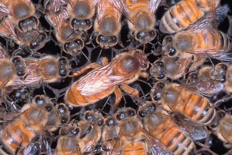 Honey bee workers surround a queen bee. Bees are likely to sting only when they perceive a threat to the nest and queen. (Photo courtesy of USDA-ARS.
