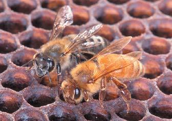 An Africanized honey bee (left) and a European honey bee. Despite size differences in these two individuals, the two strains cannot be distinguished visually. (Photo courtesy of USDA-ARS.