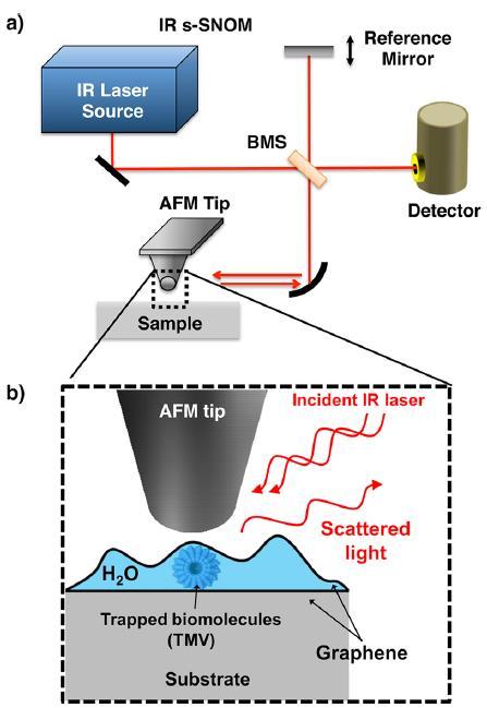 The AFM tip has the curvature radius of 5nm and half-cone angle of 17 o, SEM of the actual geometry (inset).