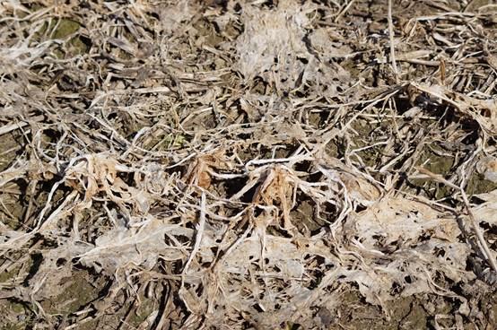 P a ge 11 Figure 3. Forage radish residue and weed suppression in mid-april 2015. Weed suppression was best achieved by forage radish alone in both fall and spring.