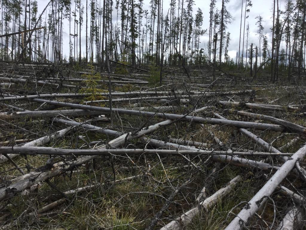 Mountain Pine Beetle Impacted stands Not viable for licensee harvest under
