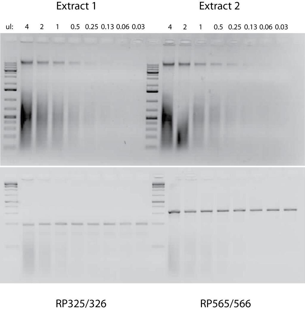 Upper panel: gdnas extracted from two inflorescence tissue samples taken from B. rapa var. FPsc and serially diluted in 1/2x steps.