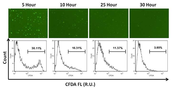 Figure 3. Vitality images. The fluorescent images shown here (pseudo-colored green) demonstrate decreasing vitality (as measured by CFDA fluorescence) as the yeast culture progressed to 30 h.