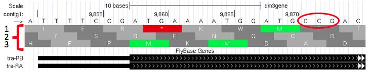The Genome Browser uses single-letter abbreviations to represent each amino acid. These are shown on your Genome Browser as three new rows of information directly below the DNA sequence (Figure 13).