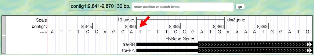 12. Now let s examine the gene at the end of this contig more closely. Type "contig1:9,841-9,870" into the "enter position or search terms" text box and then click on go.