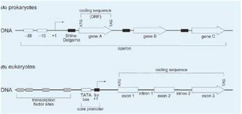 unit must have a promoter: DNA sequences allowing RNA polymerase to identify and transcribe the gene.